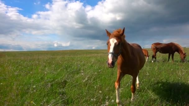 Csikó lovak legelnek a mező, a nappali gyönyörű táj, a lassú mozgás — Stock videók