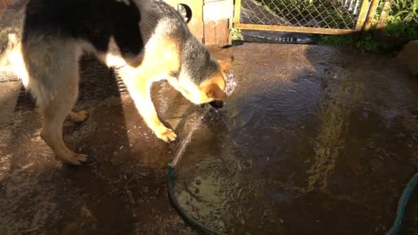 Cane che scrolla acqua, rallentatore . — Video Stock