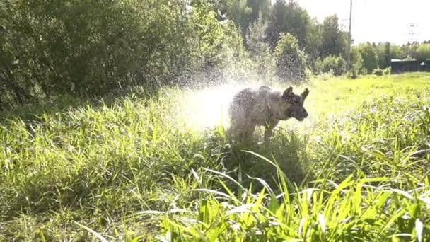 개 물, 슬로우 모션을 푸는. — 비디오