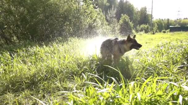 Hund schüttelt Wasser ab, Zeitlupe. — Stockvideo