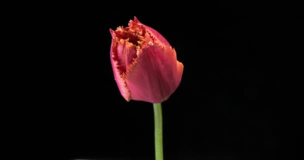 Timelapse квітки червоного тюльпана, що розквітає на чорному тлі — стокове відео