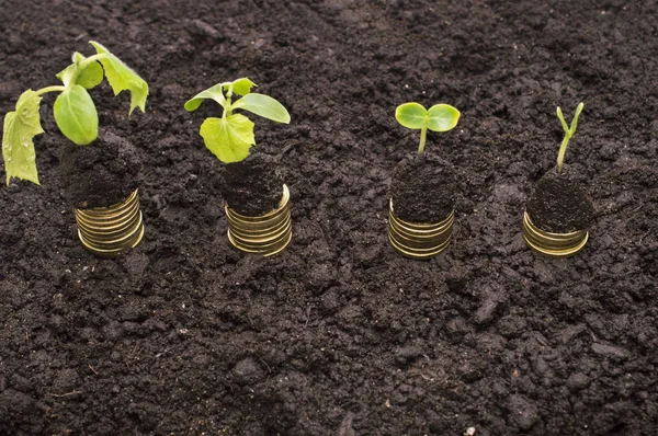 Moedas de ouro no solo com planta jovem . — Fotografia de Stock