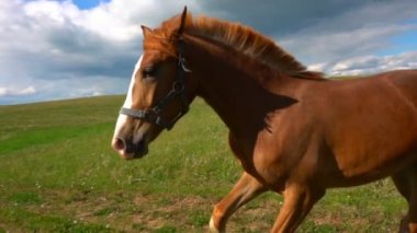 Bir tayı atlarla otlatmak alan, gündüz güzel manzara, ağır çekim