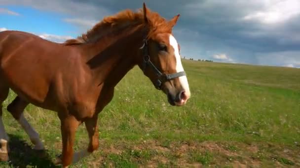 Cavalos com potro pastam no campo, paisagem bonita diurna, câmera lenta — Vídeo de Stock