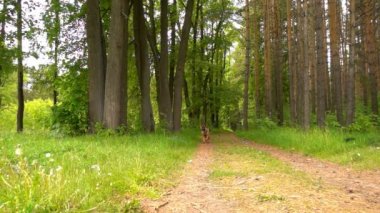Alman çoban yaz orman yolu, yavaş çalışır