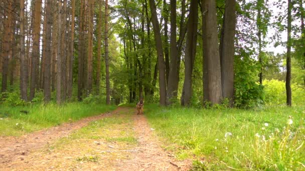 Schäferhund läuft den sommerlichen Waldweg entlang, Zeitlupe — Stockvideo