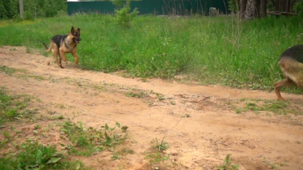 German Shepherd runs along the summer forest path, slow motion, video loop — Stock Video