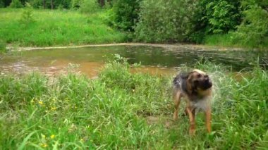 Köpek su sallayarak, yavaş hareket.