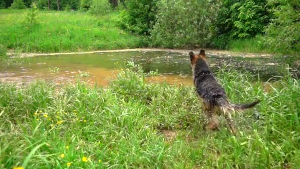 Perro sacudiendo el agua, cámara lenta . — Vídeo de stock