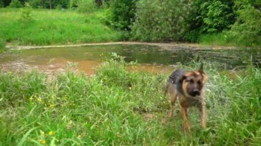 Köpek su sallayarak, yavaş hareket.