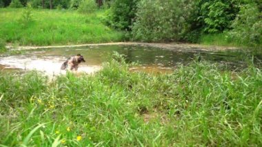 Köpek su sallayarak, yavaş hareket.