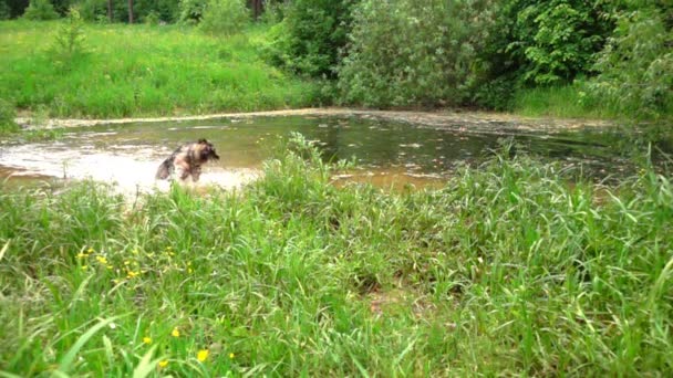 Собака трясе воду, повільний рух . — стокове відео