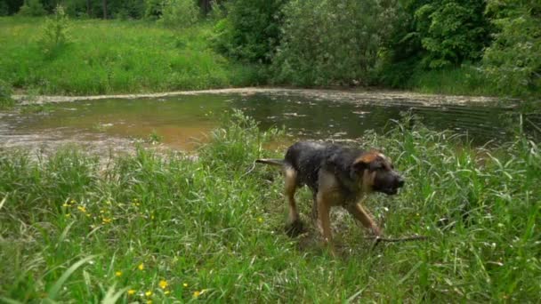 Pies otrząsają się wody, slow motion. — Wideo stockowe