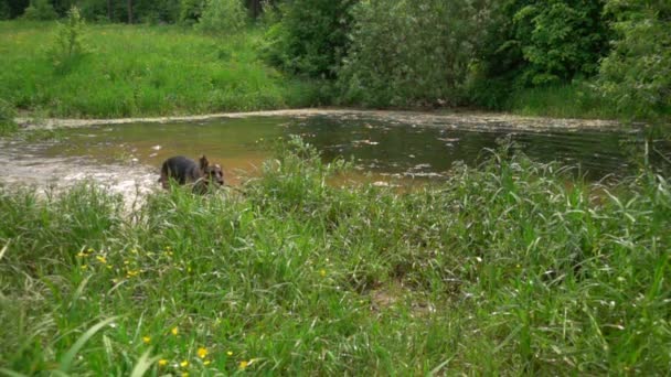 Hund schüttelt Wasser ab, Zeitlupe. — Stockvideo