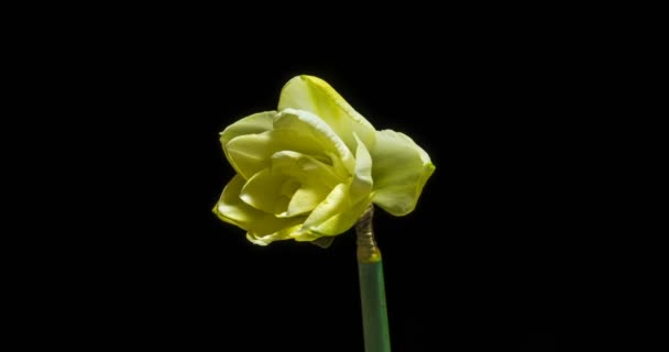 Narzissenblüte Makro-Zeitraffer ausgeschnitten, schwarzer Hintergrund, Narzissenblüte ausgeschnitten Makro-Zeitraffer, Alpha-Kanal — Stockvideo