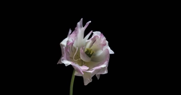 Timelapse de flor de tulipán rojo floreciendo sobre fondo negro, canal alfa — Vídeos de Stock