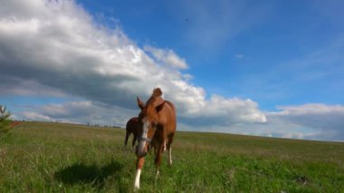 Bir tayı atlarla alanında, gündüz güzel manzara otlatmak,