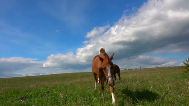 Paarden met een veulen grazen in het veld, overdag mooi landschap, — Stockvideo