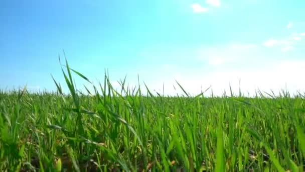 Зеленое поле и облачное небо — стоковое видео