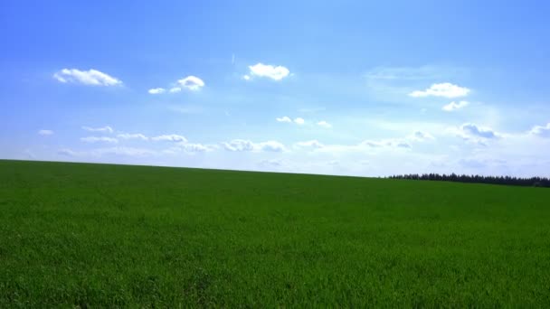 Groen veld en bewolkte lucht — Stockvideo