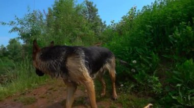 Alman çoban yaz orman yolu, yavaş çalışır