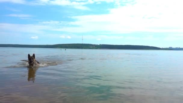 Pastor alemán corre a lo largo del camino del bosque de verano, cámara lenta — Vídeos de Stock