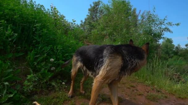 Németjuhász fut végig a nyári erdei ösvényen, lassú mozgás — Stock videók