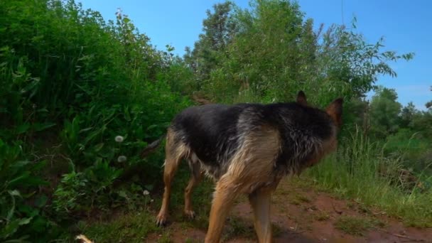 Німецька вівчарка проходить по лісовій стежці літо, повільний рух — стокове відео