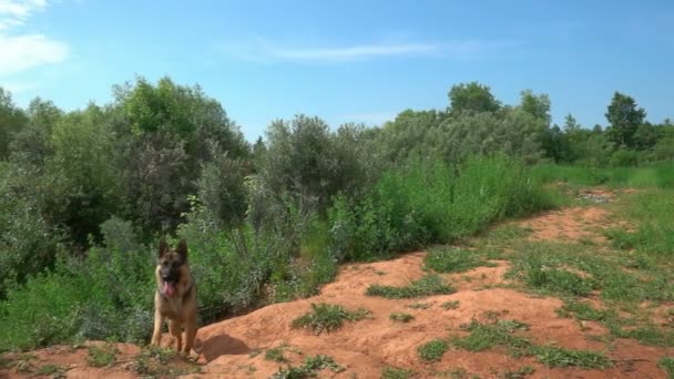 German Shepherd runs along the summer forest path, slow motion — Stock Video