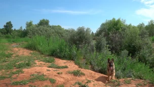 Pastor alemán corre a lo largo del camino del bosque de verano, cámara lenta — Vídeos de Stock