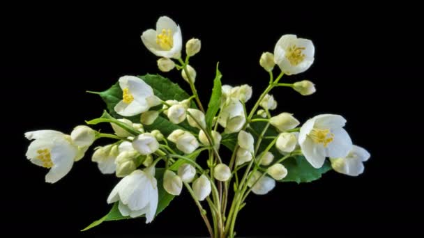 Lasso di tempo di fiori di gelsomino bianco che sbocciano su sfondo nero — Video Stock