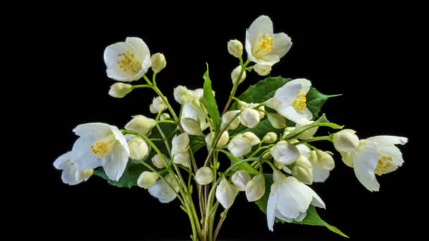 Lapso de tiempo de flores de jazmín blanco floreciendo sobre fondo negro, canal alfa — Vídeos de Stock