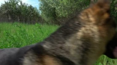 Alman çoban yaz orman yolu, yavaş çalışır