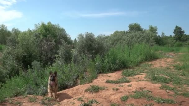 Немецкая овчарка бежит по летнему лесному пути, замедленная съемка — стоковое видео