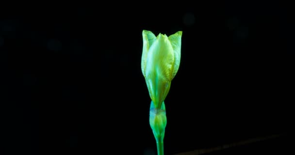Tiempo-lapso de crecimiento flor de iris azul — Vídeos de Stock