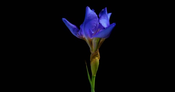 Time-lapse of growing blue iris flower, alpha channel — Stock Video