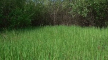 Alman çoban yaz orman yolu, yavaş çalışır