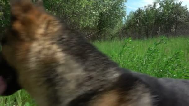 ジャーマン ・ シェパードはスローモーション夏の森林のパスに沿って実行します。 — ストック動画