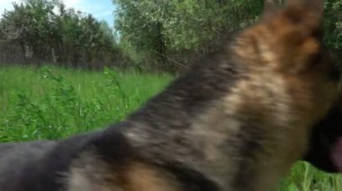 Alman çoban yaz orman yolu, yavaş çalışır