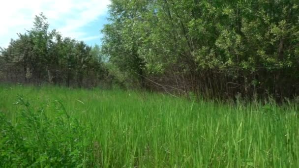 Owczarek niemiecki biegnie wzdłuż ścieżka las lato, zwolnionym tempie — Wideo stockowe