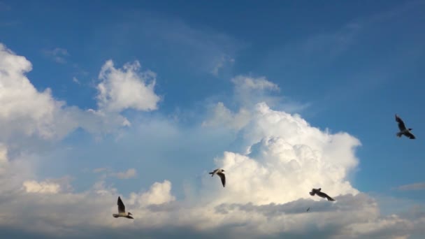 Hejno racků letí proti krásné zatažené obloze, pomalý pohyb — Stock video