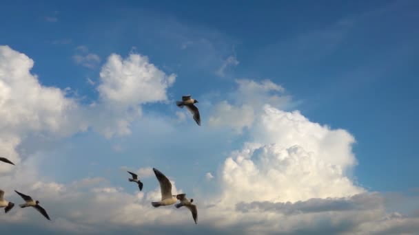 Hejno racků letí proti krásné zatažené obloze, pomalý pohyb — Stock video