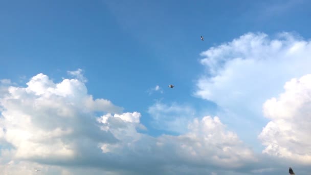 Зграя Чайок Летить Красиве Хмарне Небо Повільний Рух — стокове відео