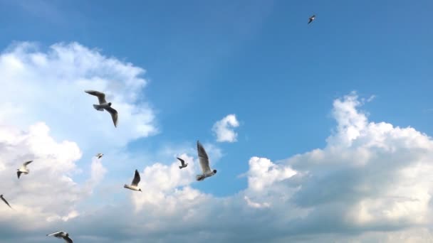 Uno stormo di gabbiani vola contro il bel cielo nuvoloso, al rallentatore — Video Stock