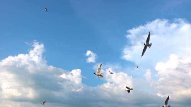 En flock fiskmåsar flyger mot den vackra molnig himmel, Slowmotion — Stockvideo