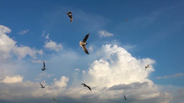 Uno stormo di gabbiani vola contro il bel cielo nuvoloso, slow motion, Cattura in volo cibo — Video Stock