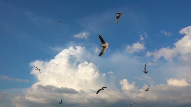 En flock fiskmåsar flyger mot den vackra molnig himmel, Slowmotion, fånga i flyg mat — Stockvideo