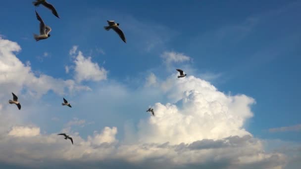 A flock of seagulls flies against the beautiful cloudy sky, slow motion, Catch in flight food — Stock Video