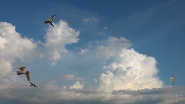 A flock of seagulls flies against the beautiful cloudy sky, slow motion, Catch in flight food — Stock Video