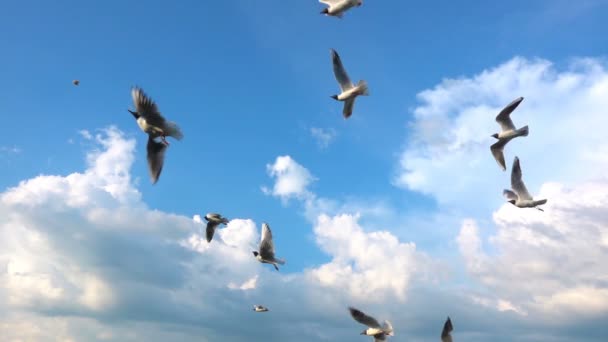 Una bandada de gaviotas vuela contra el hermoso cielo nublado, cámara lenta, captura en comida de vuelo — Vídeos de Stock